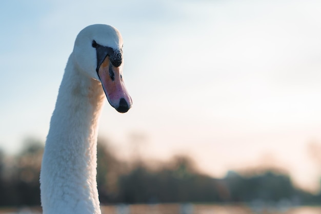 Il grazioso cigno in inverno brilla in mezzo ai parchi londinesi in un'atmosfera serena.