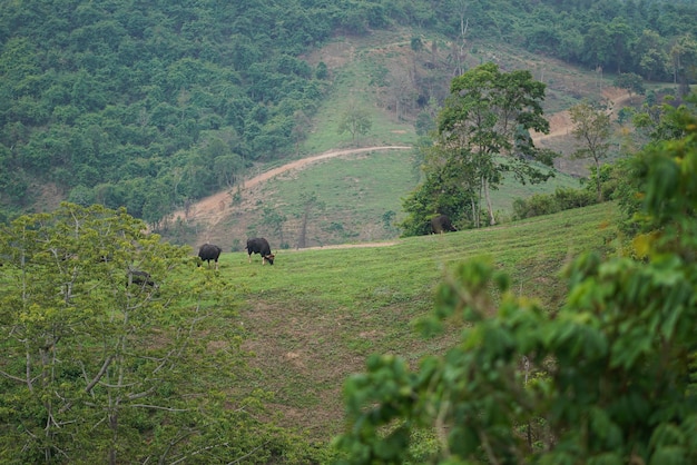 Il gregge di bisonti mangia l'erba sulla collina nel parco