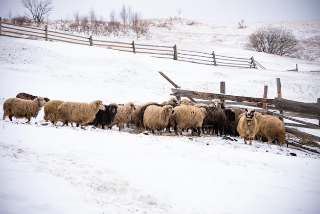 Il gregge di pecore mangia il prato di fieno coperto di neve. Inverno in fattoria.