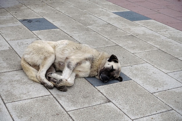 Il grosso cane che se ne frega delle persone giace sul marciapiede il cane che dorme