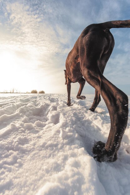 Il grosso cane corre sulla neve in inverno, l'alano esplora il campo di neve