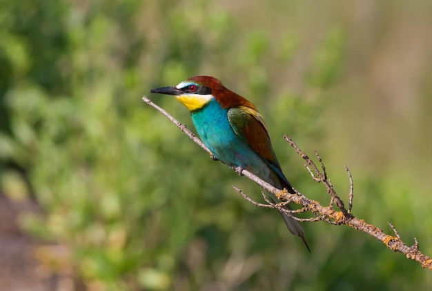 Il gruccione europeo merops apiaster Al mattino presto l'uccello si siede su un bellissimo vecchio ramo secco