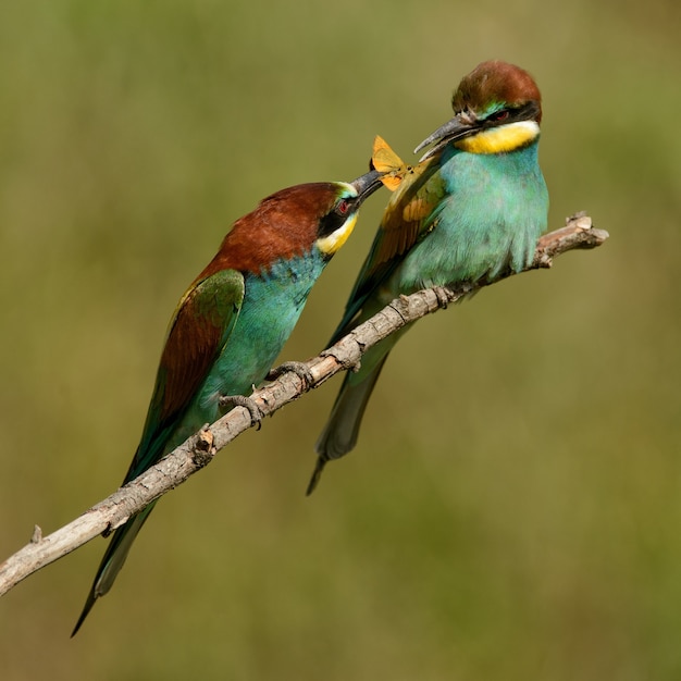 Il gruccione europeo (Merops apiaster) passa il cibo a un altro gruccione.