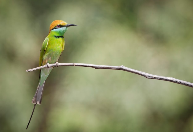 Il gruccione merops persicus è un uccello passeriforme della famiglia dei gruccioni Meropidae