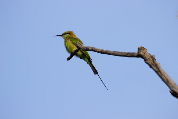 Il gruccione verde Merops orientalis seduto sul ramo di un albero