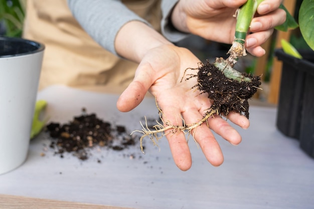 Il grumo di terra di una pianta in vaso domestico è intrecciato con le radici la pianta ha superato il vaso La necessità di un trapianto di piante Trapiantare e prendersi cura di un marciume radicale del rizoma di una pianta domestica