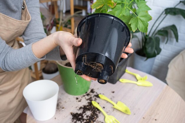 Il grumo di terra di una pianta in vaso domestico è intrecciato con le radici la pianta ha superato il vaso La necessità di un trapianto di piante Trapiantare e prendersi cura di un marciume radicale del rizoma di una pianta domestica