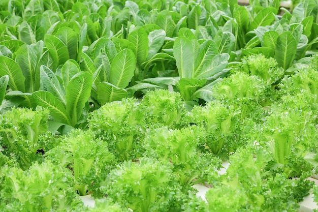 Il gruppo del primo piano di verdura idroponica fresca nella fattoria di verdure ha strutturato il fondo