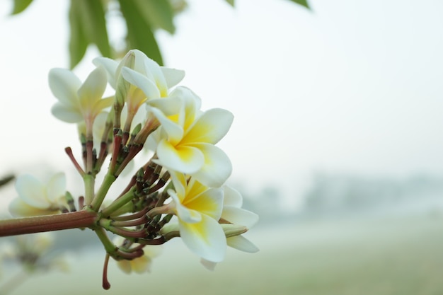 il gruppo di plumeria bianca in mattinata