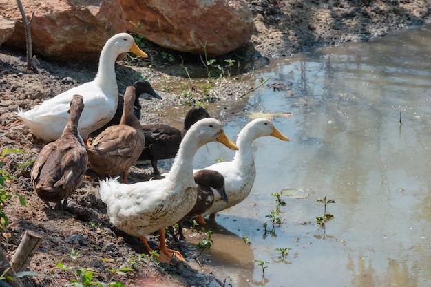 Il gruppo di Tailandia anatre in azienda agricola naturale per il concetto dell&#39;agricoltura.