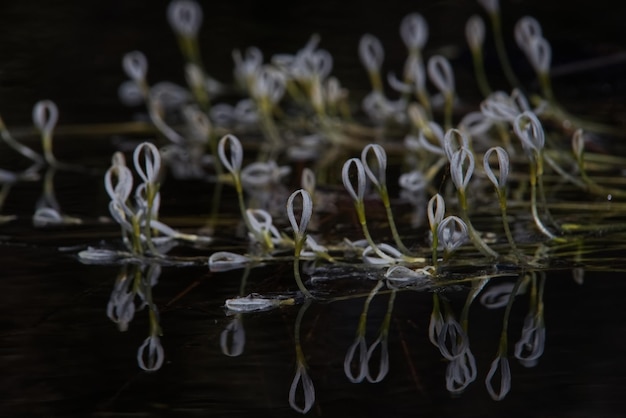 Il gruppo Eel Grass di nastro bianco sta galleggiando sulla superficie dell'acqua dello stagno naturale