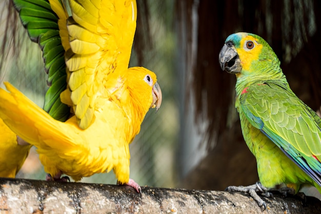 Il Guaruba, chiamato anche Ararajuba, è un uccello psittaciforme endemico del Brasile settentrionale, minacciato di estinzione. Piumaggio giallo dorato con resti verdi insieme a un pappagallo.