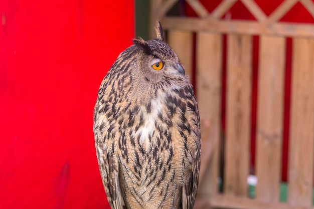 Il gufo reale eurasiatico Bubo bubo