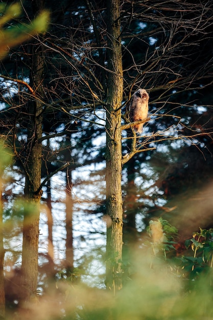 Il gufo sull'albero nella foresta