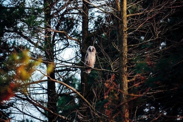 Il gufo sull'albero nudo nella foresta