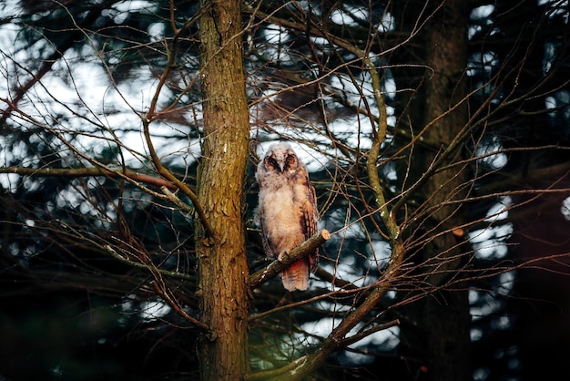 Il gufo sull'albero nudo nella foresta