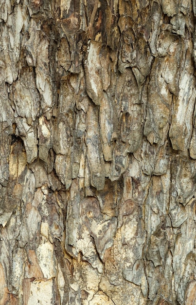 Il guscio esterno della corteccia treetexture Modello di corteccia