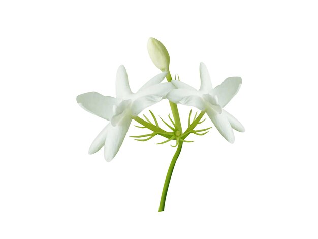 Il Jasminum auriculatum o yuthika contiene olio essenziale nei fiori