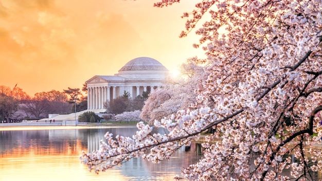 Il Jefferson Memorial durante il Cherry Blossom Festival. Washington DC