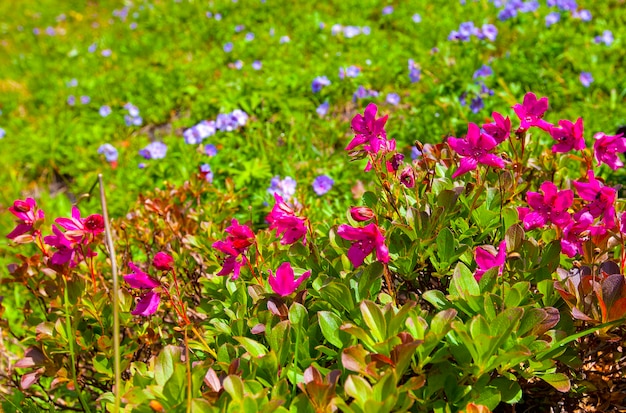 Il Kamchatka Rhododendron Rhododendron camtschaticum sul vulcano Vachkazhets