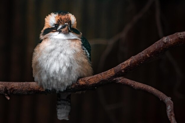 Il kookaburra che ride