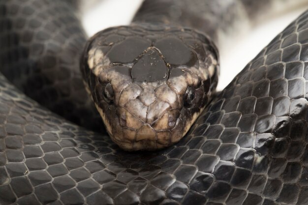 Il krait del mare dalle labbra gialle, il krait del mare fasciato o il krait del mare di colubrina