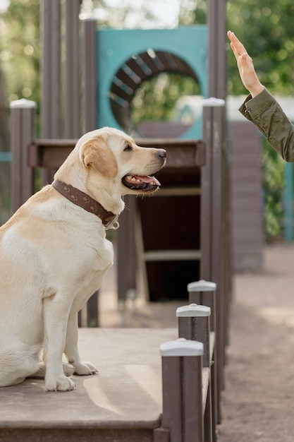 Il labrador retriever fulvo è impegnato sul campo di addestramento il labrador retriever domestico è