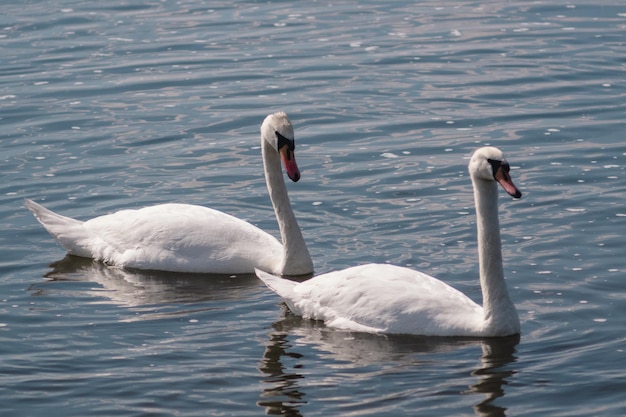 Il lago dei cigni Una coppia di bellissimi cigni bianchi selvatici in uno stagno Bacino idrico con uccelli selvatici