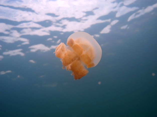 Il lago delle meduse a Palau.