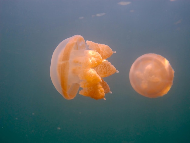 Il lago delle meduse a Palau.