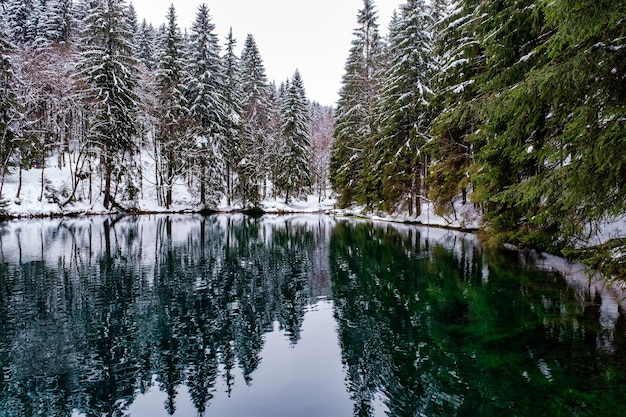 Il lago nella foresta di pini della foresta invernale è sullo sfondo della Germania