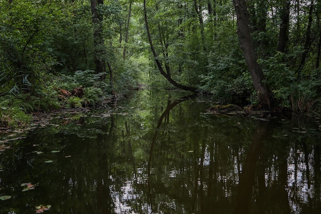 Il lago si trova nel folto del bosco una bellissima vista della natura