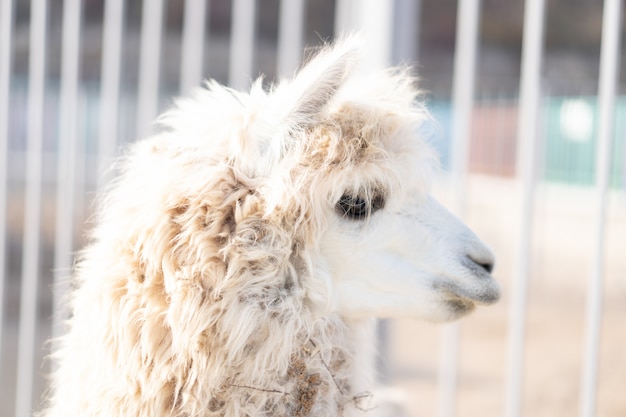 Il lama è allo zoo e guarda di lato.