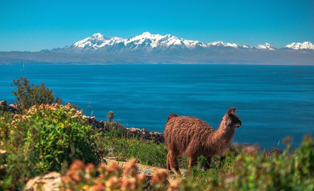 Il lama in piedi vicino al lago contro il cielo blu