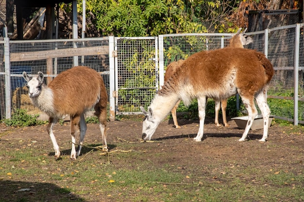 Il lama rosso in una voliera mangia l'erba