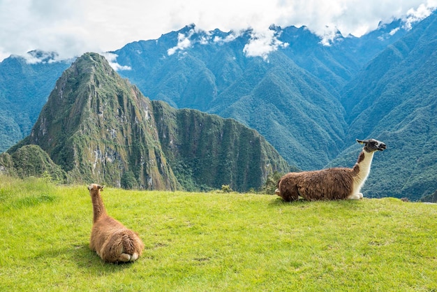 Il lama seduto sul campo contro le montagne