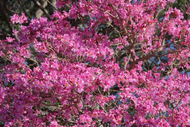 il lapislazzulo rosa fiorì in primavera