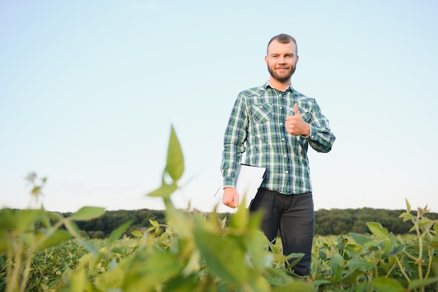 Il lavoratore agricolo controlla lo sviluppo delle piante di soia. Agronomo che controlla le colture di semi di soia che crescono nel campo