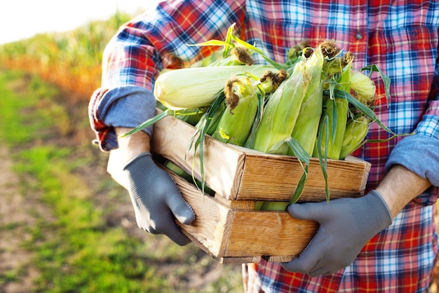 Il lavoratore agricolo tiene tra le braccia una cassa di legno di pannocchie di mais