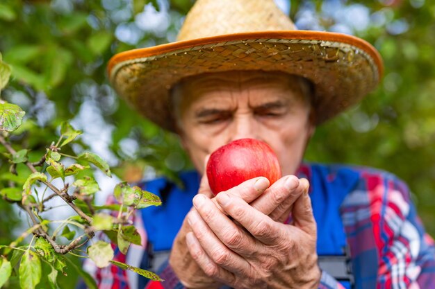 Il lavoratore anziano annusa la mela mentre raccoglie i frutti nel suo frutteto Concetto di agricoltura e attività agricola