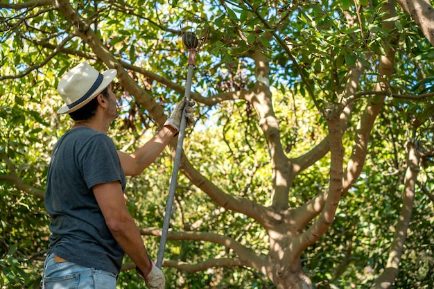 Il lavoratore che raccoglie l'avocado nel campo