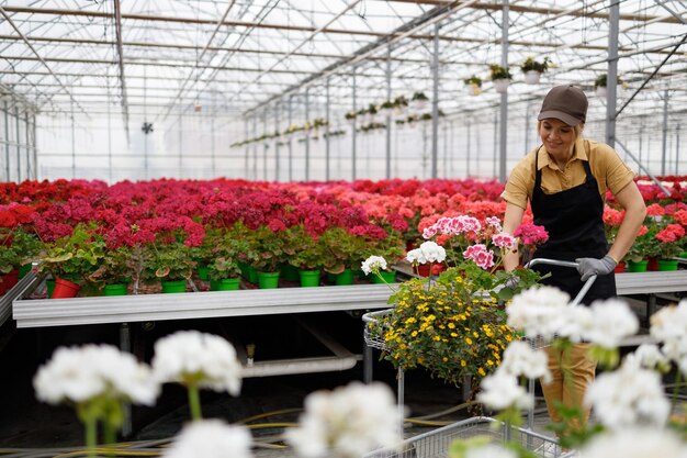 Il lavoratore della serra dei fiori cammina per il vivaio e raccoglie gli ordini in un carrello