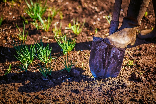 Il lavoratore scava il terreno nero con la pala nell&#39;orto