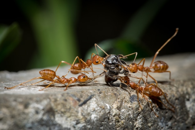 Il lavoro di squadra di Red Ant