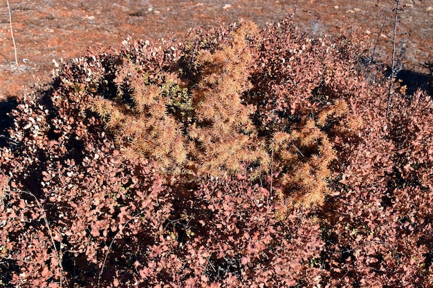 Il leccio Quercus ilex e il ginepro Juniperus communis seccano a causa della siccità e del caldo