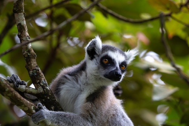 Il lemure dalla coda ad anelli nella foresta pluviale, il suo ambiente naturale