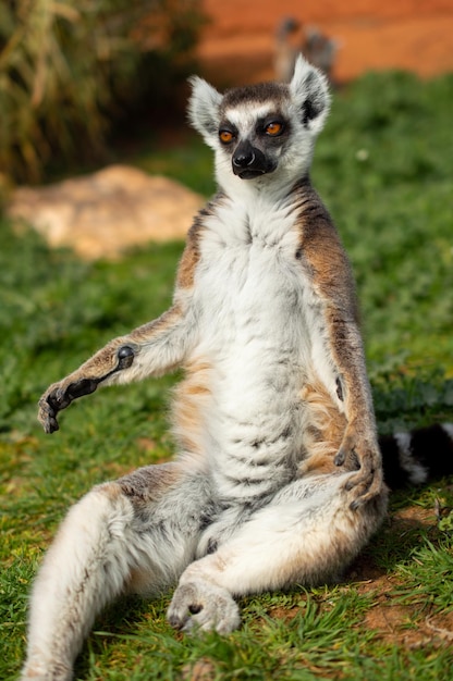 Il lemure ringtailed è seduto su un'erba verde in uno zoo greco Lemur catta