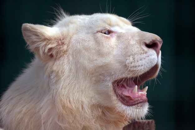 Il leone bianco con la bocca spalancata