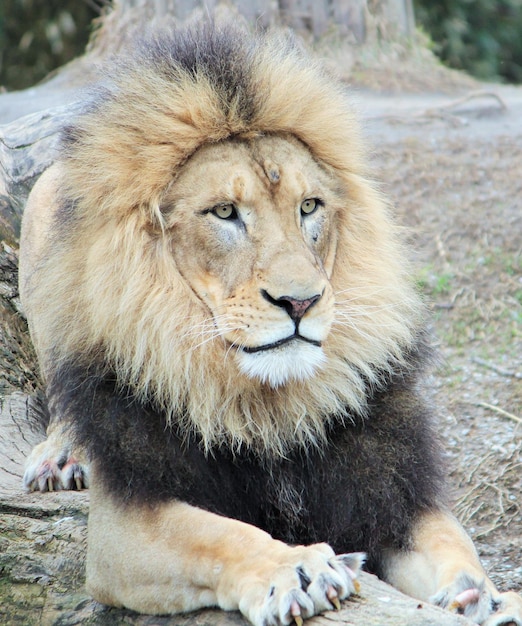 Il leone che si rilassa all'aperto