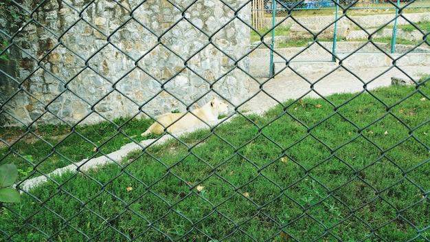 Il leone dietro la recinzione a catena